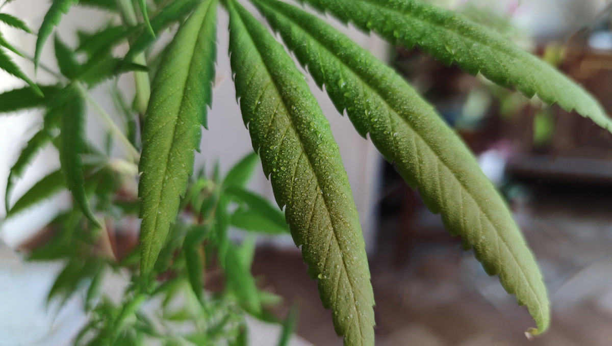 Organic pesticides for plants: Plant covered in Neem oil