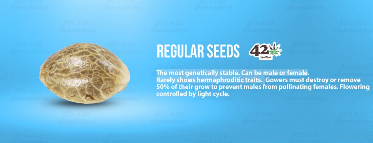 What are autoflowering, feminized and regular seeds: regular seeds