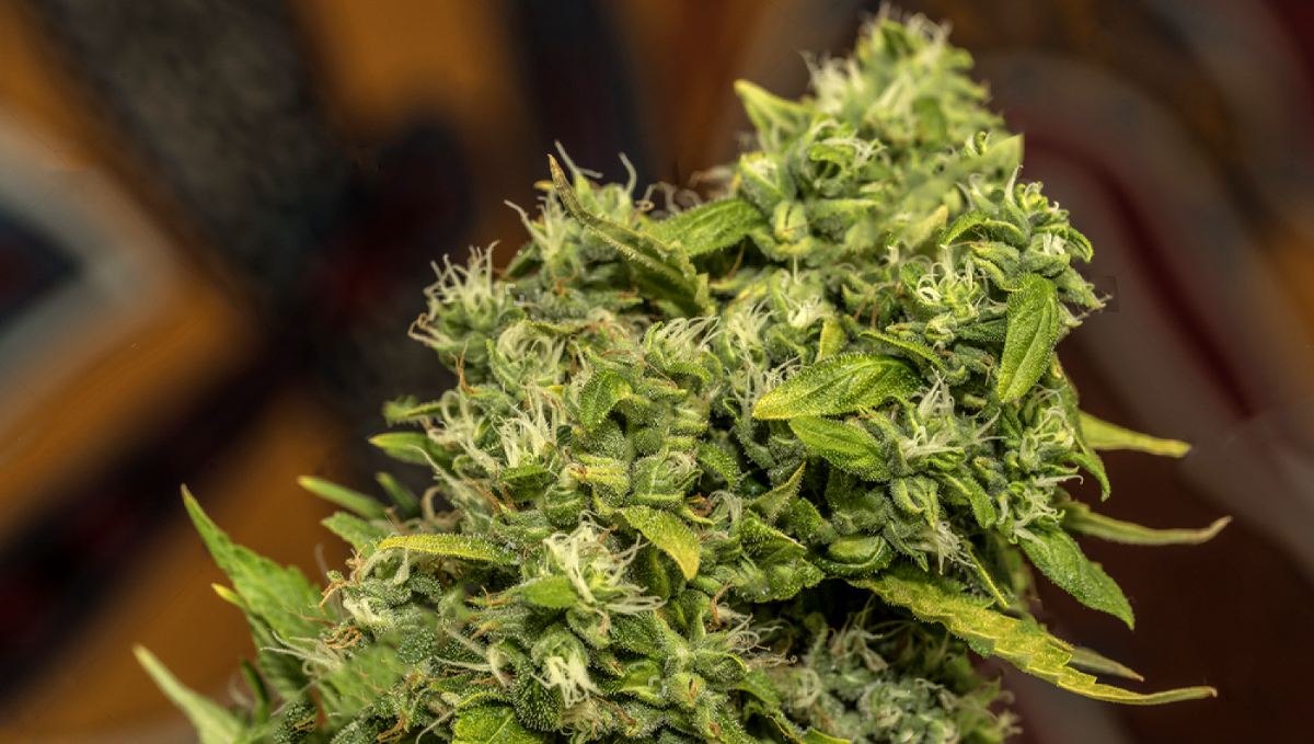  AK auto cannabis strain: history