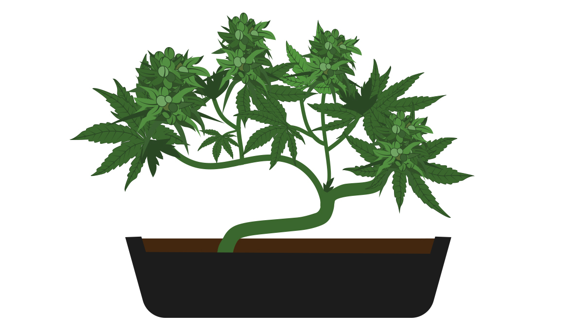How to grow your own plants bonsai: returning