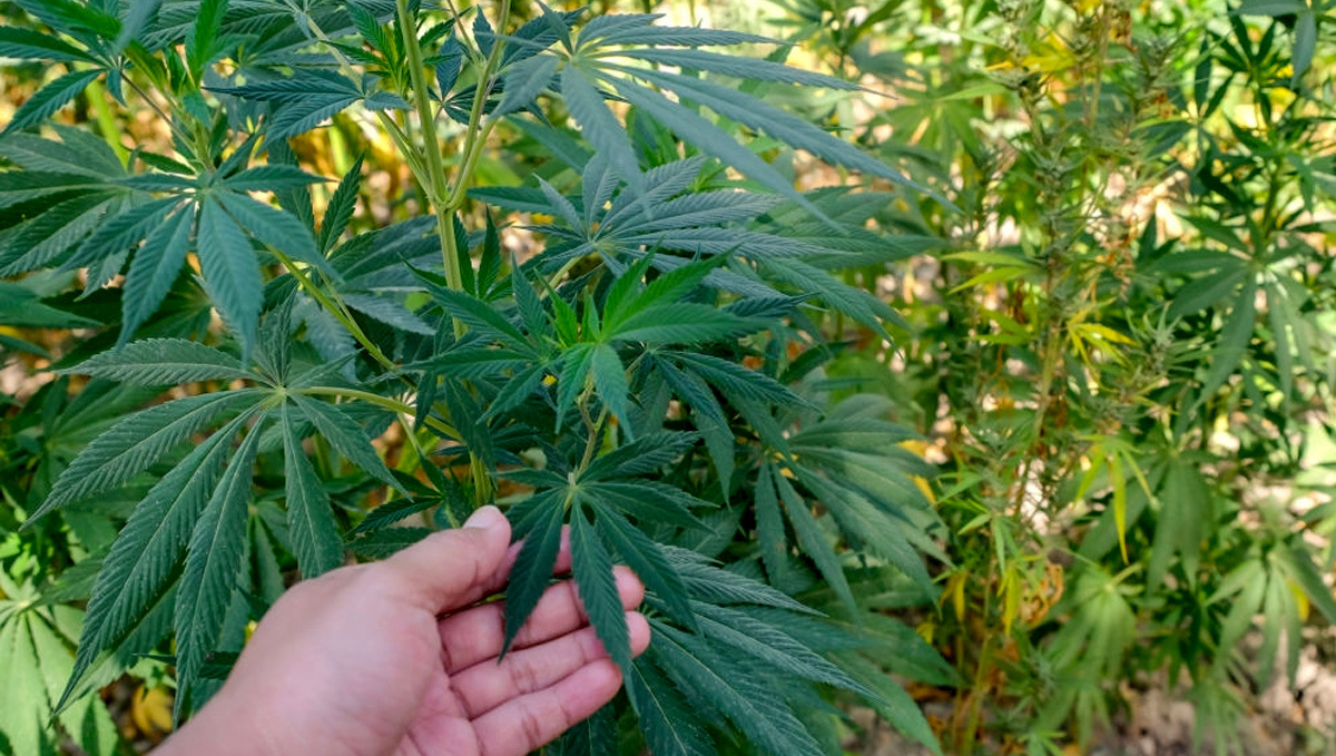 Storia della Sativa