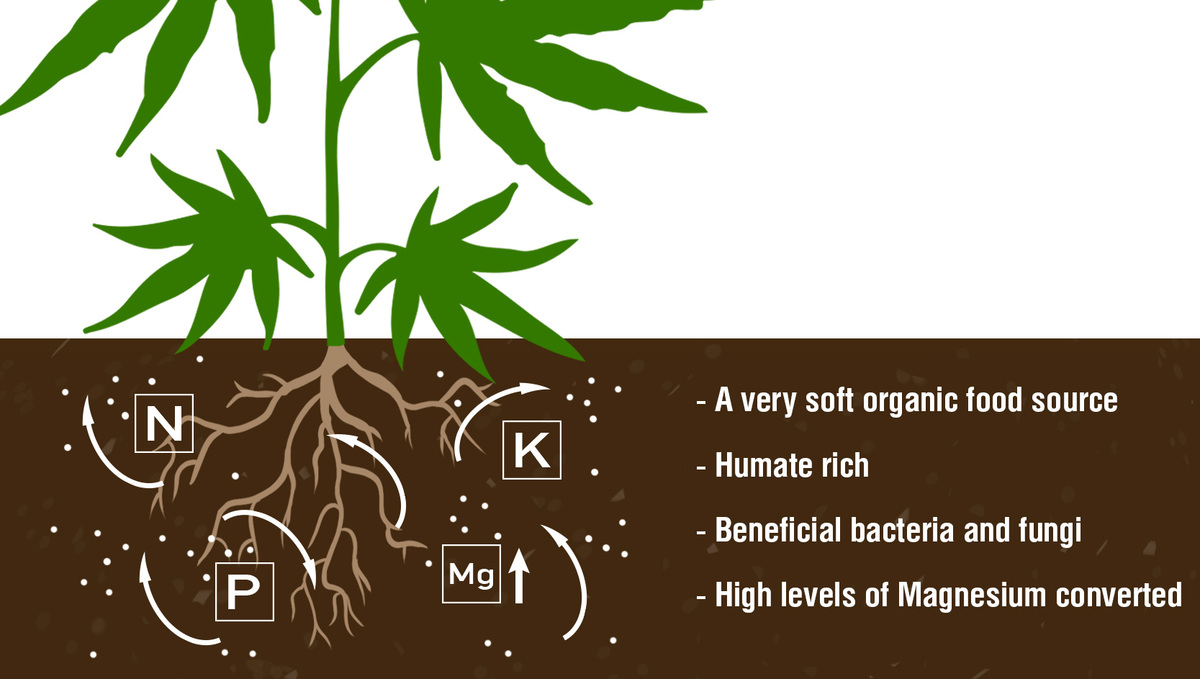 5 Reasons You Should Consider Growing Your Own Plants: Compost and its benefits