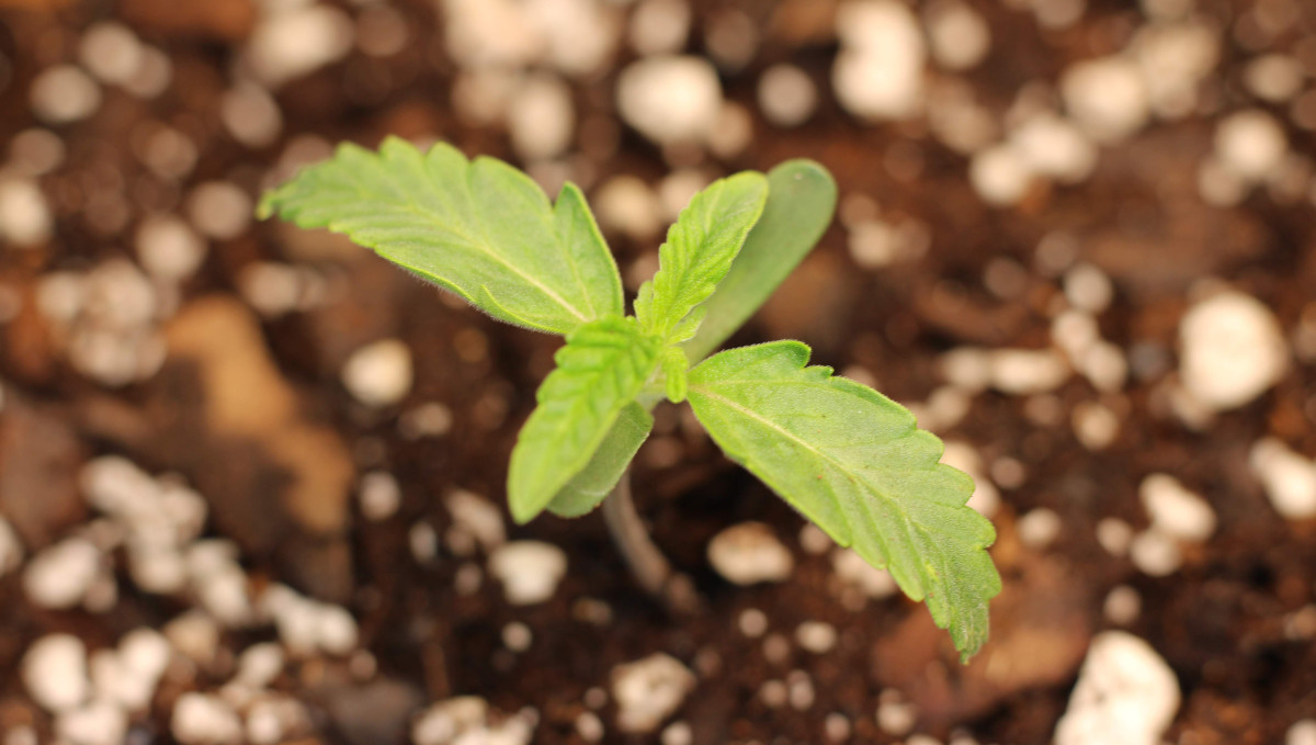 Gelato Auto Cannabis Strain Week-by-Week Guide: A sickly marijuana seedling with yellowing leaves