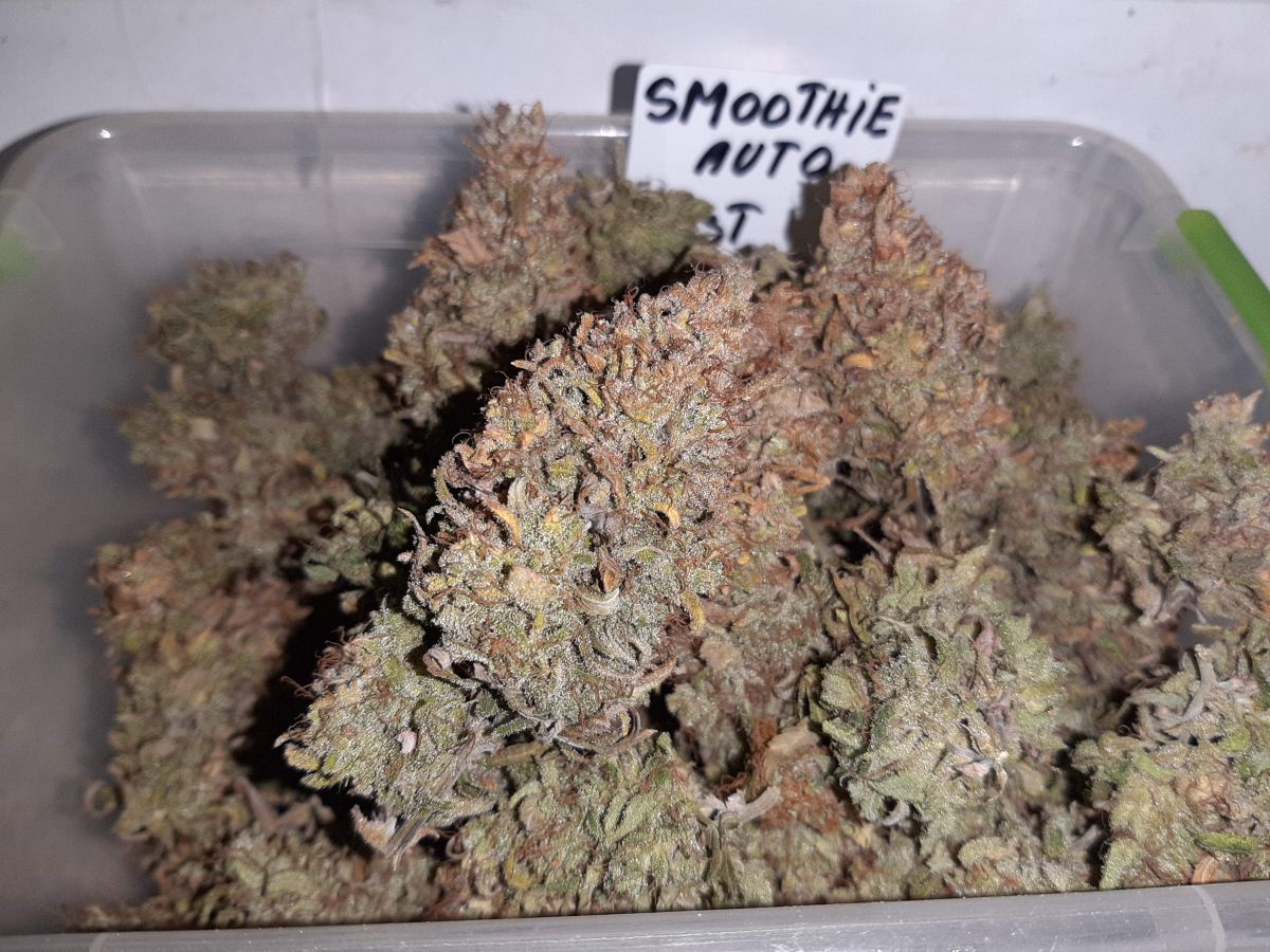 ClubRiot smoothie-auto.jpg Smoothie Auto Fastbuds by ClubRiot