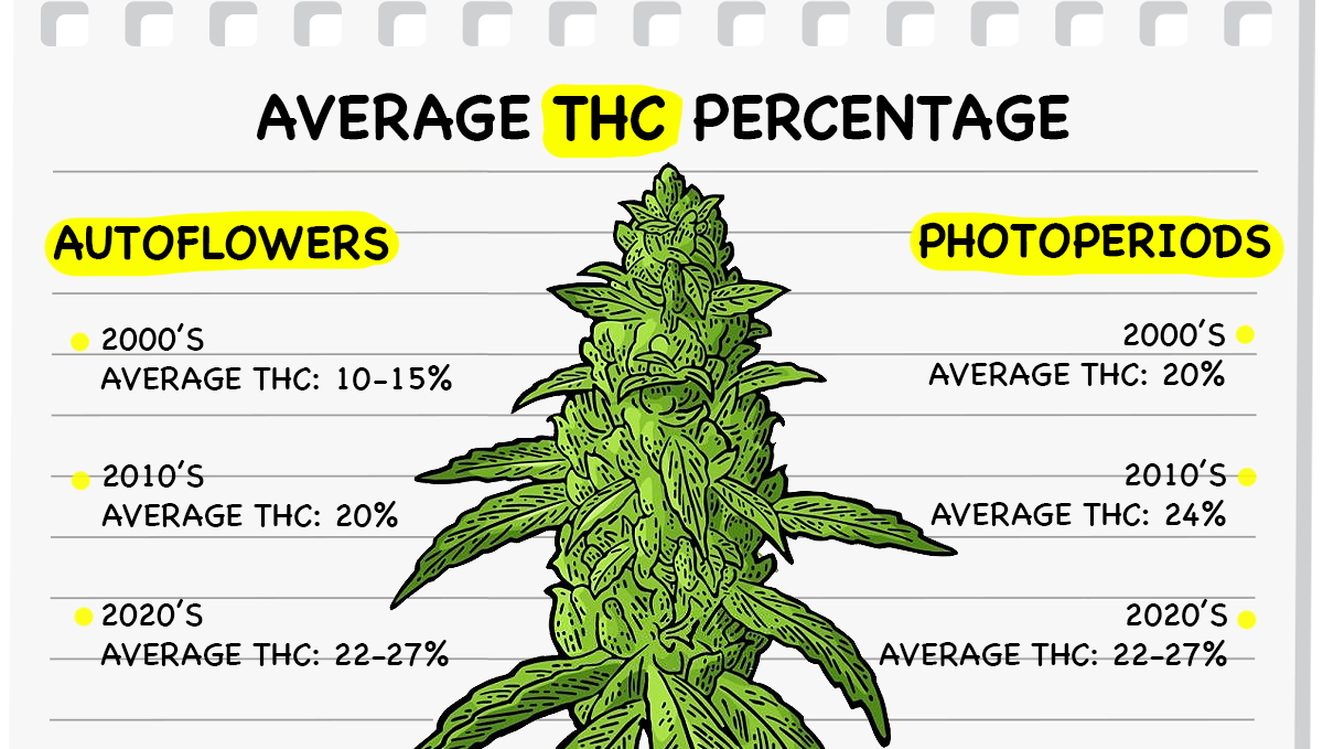 Photoperiods vs autoflowers: potency