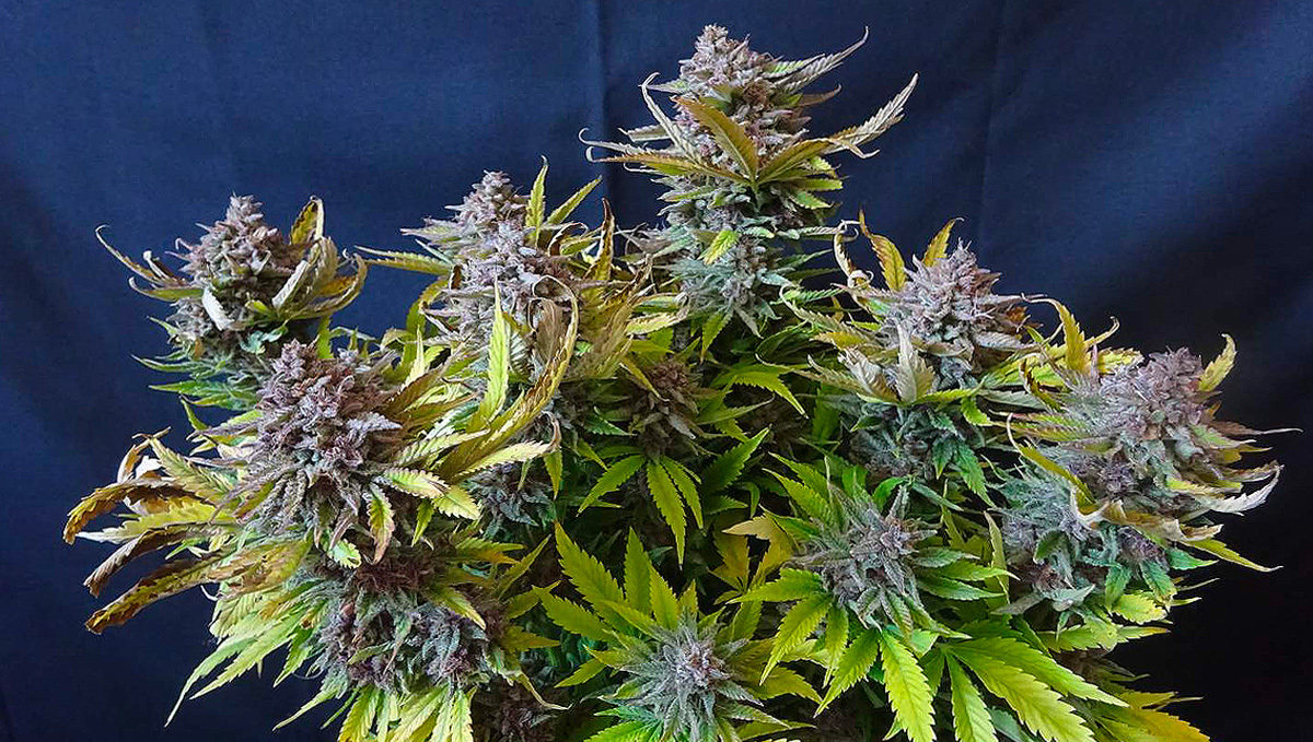 Strawberry Pie Auto Pflanze mit dichten Buds im Freien.