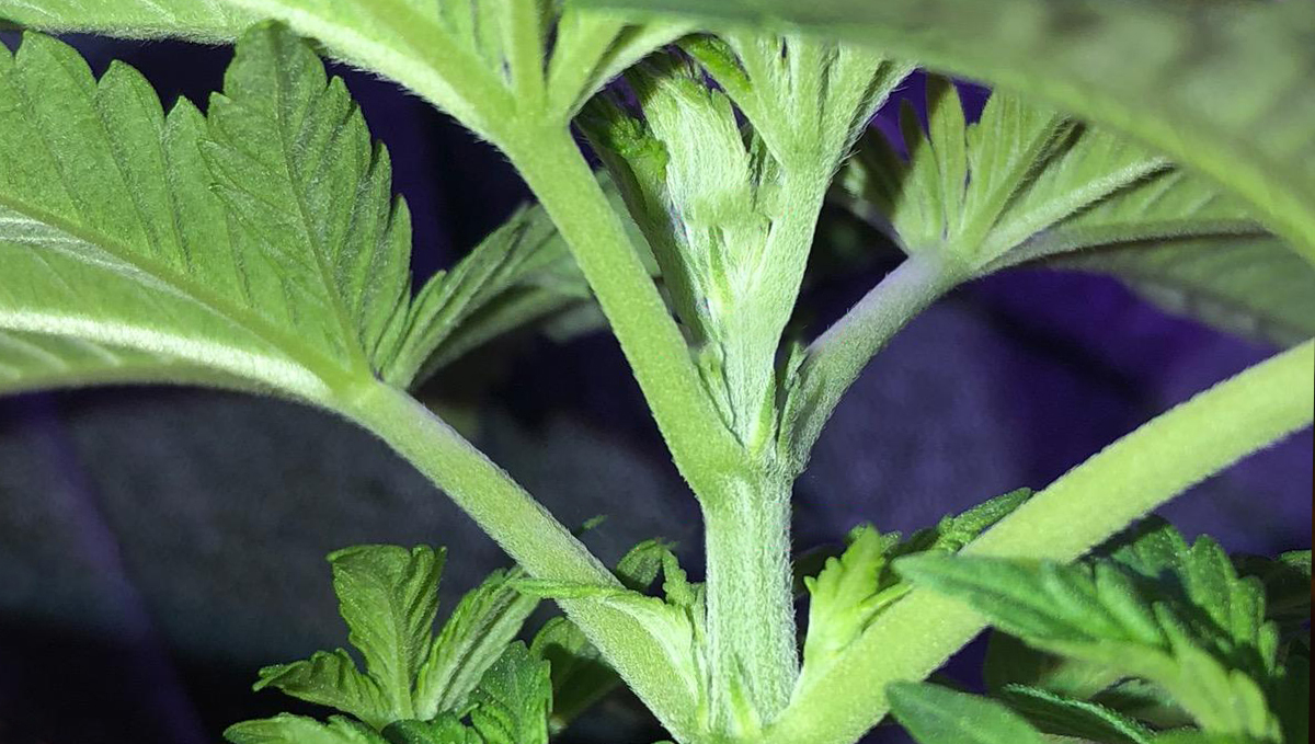 Plants Pflanzen Anatomie: Nodien