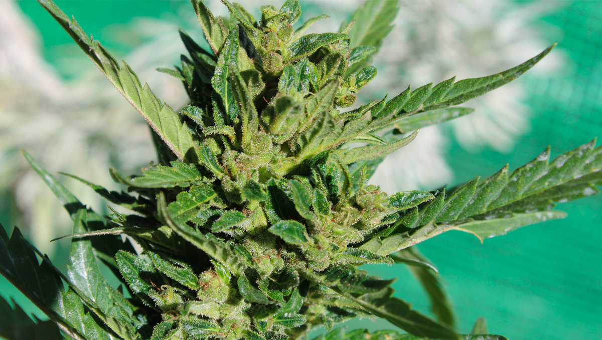 Strain History: Original Auto Sour Diesel bud
