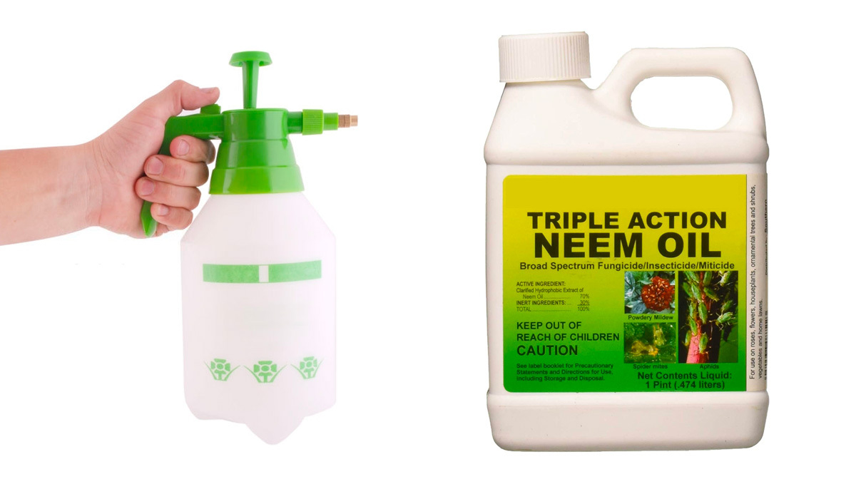Most Common Pests In Cannabis: Neem Oil against Spider mites