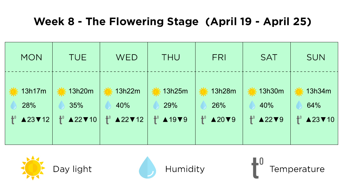 Growing plants outdoors in Italy: week 8 of the vegetative stage