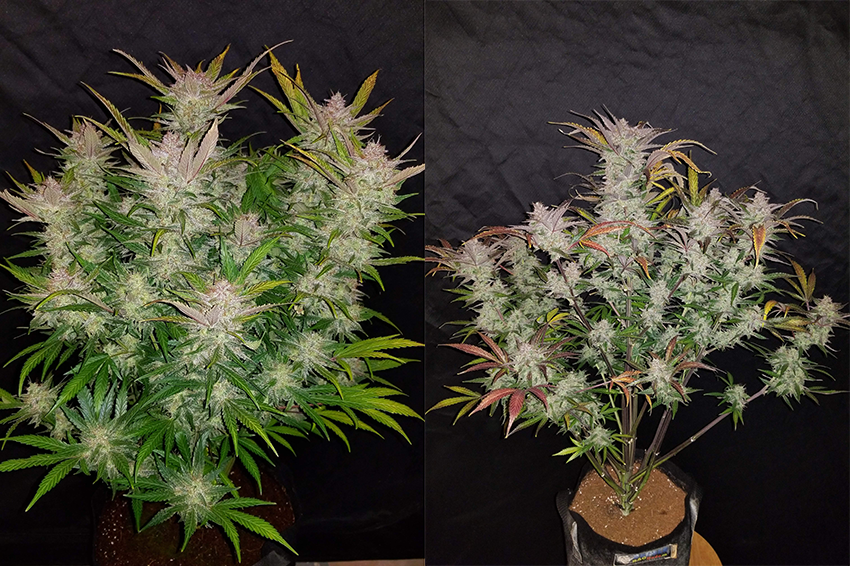 Fast Buds Cream Cookies Before and After Flush