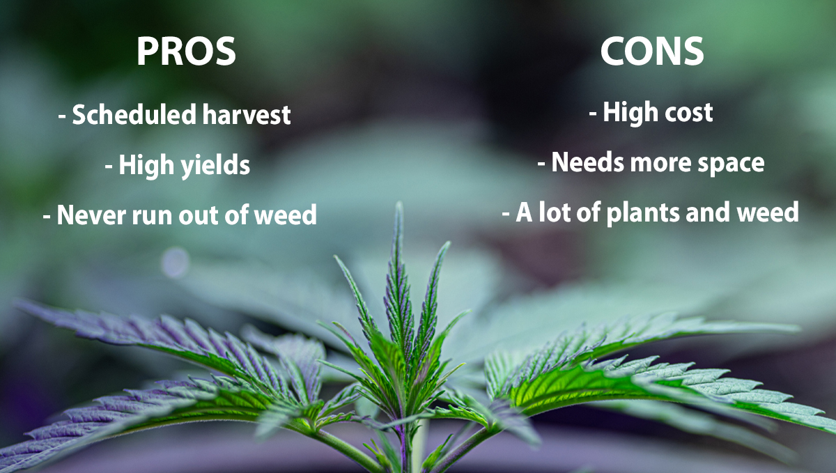 How To Maintain A Perpetual Harvest: pros and cons