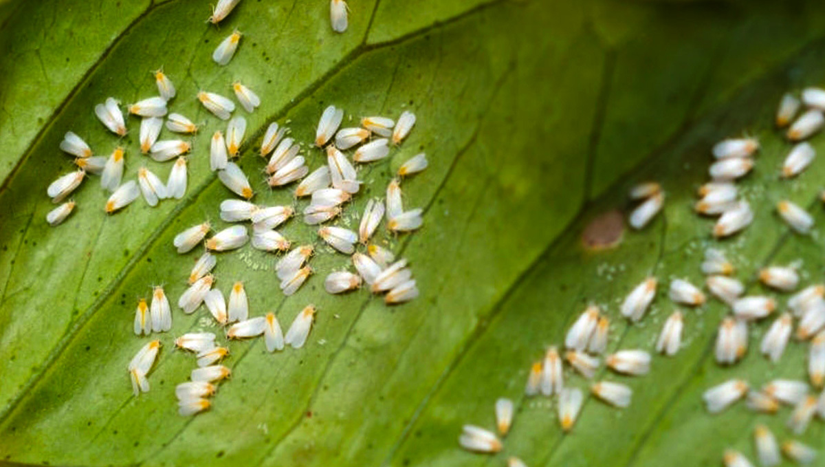 Weiße Fliegen auf der Unterseite von Plantsblättern bei Befall.