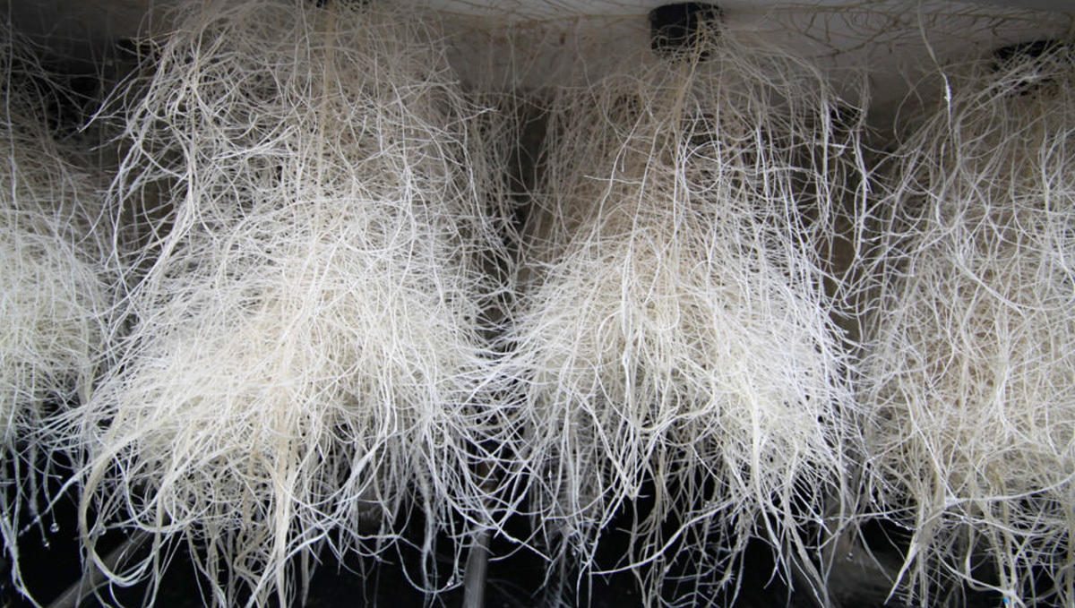 Close-up of aeroponic roots being misted for better nutrient absorption in cannabis cultivation.