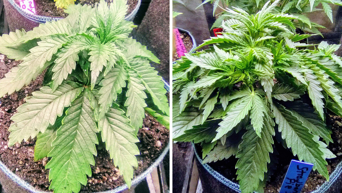 Strawberry Pie Auto Plants Seed Week-by-Week Guide: A compact dense auto at 3 and 4 weeks from seed