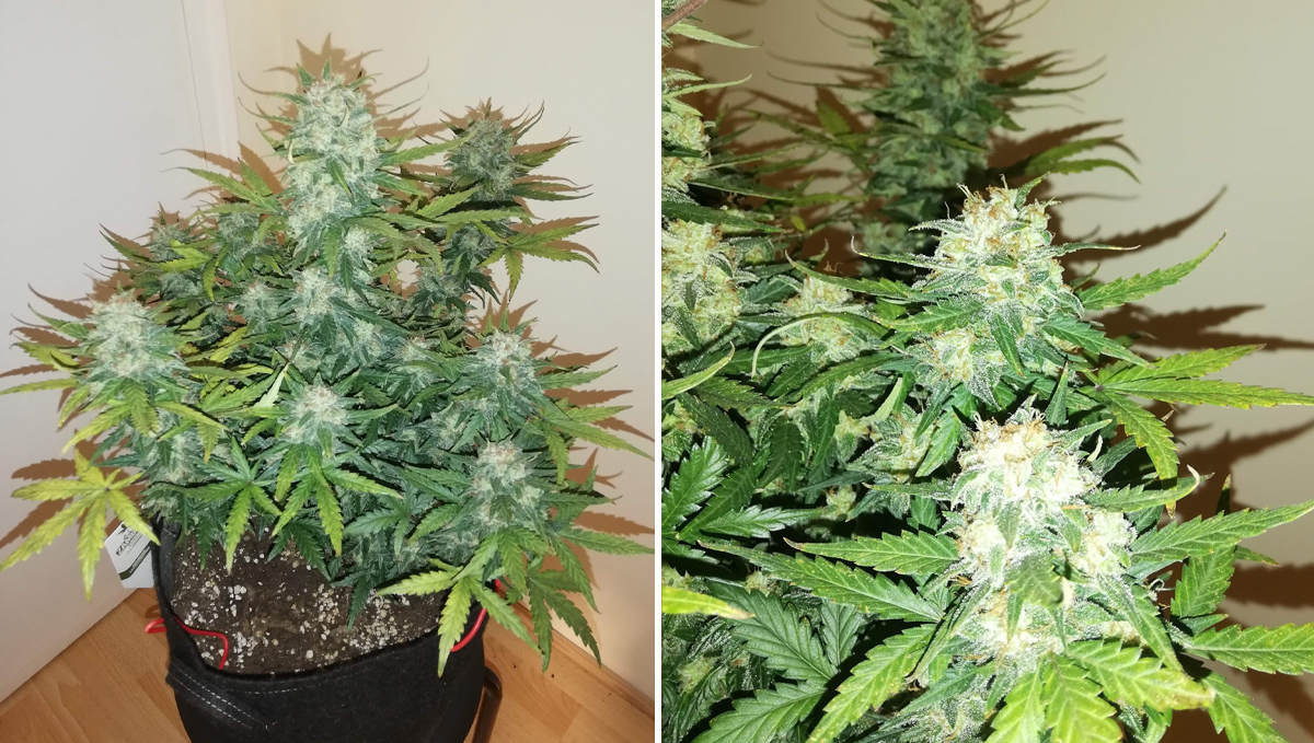 Five shortest autoflower strains: cbd crack auto