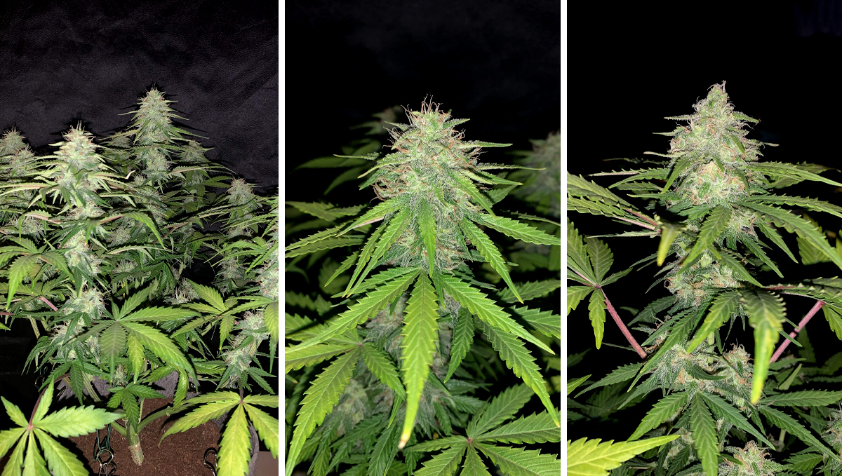 BubbleGum Auto: week 9 BubbleGum Auto: week 9