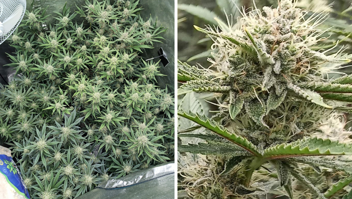 Strawberry Pie Auto Plants Seed Week-by-Week Guide: A grow tent filled with many frosty flower tops and a close-up of a okous bud
