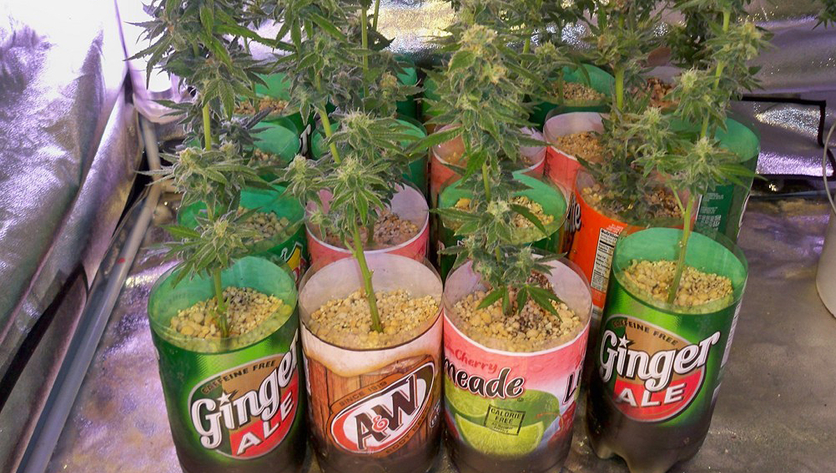 Types of containers for growing autos: plastic bottles