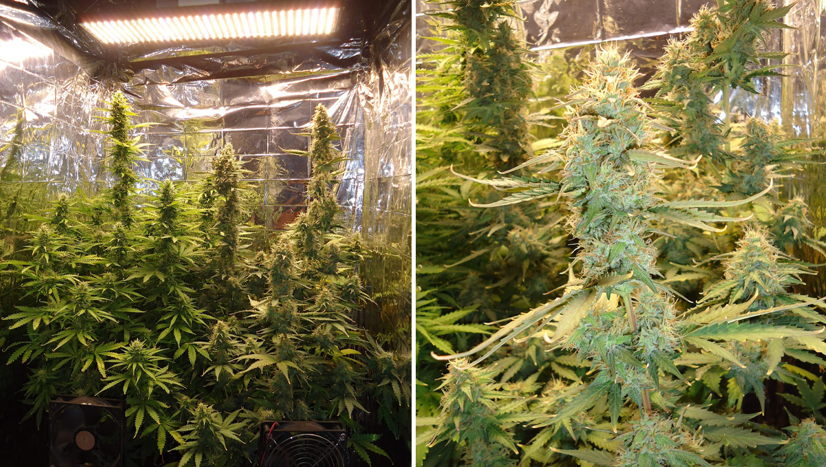 Five shortest autoflower strains: green crack auto