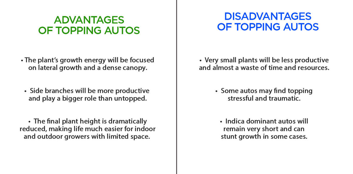 สามารถใช้เทคนิค Topping กับต้นกัญชาออโต้ได้หรือไม่?: ข้อดีข้อเสีย