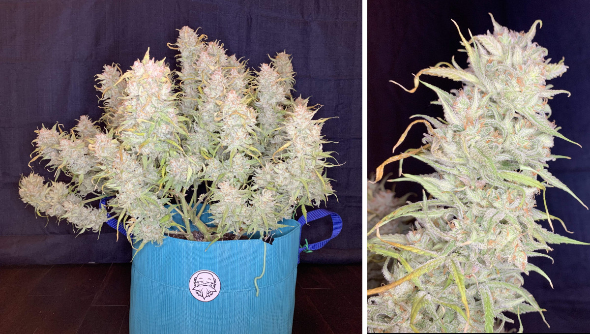 Gelato Auto Cannabis Strain Week-by-Week Guide: A mature autoflower all white from trichomes and a close-up shot of a frost-covered bud