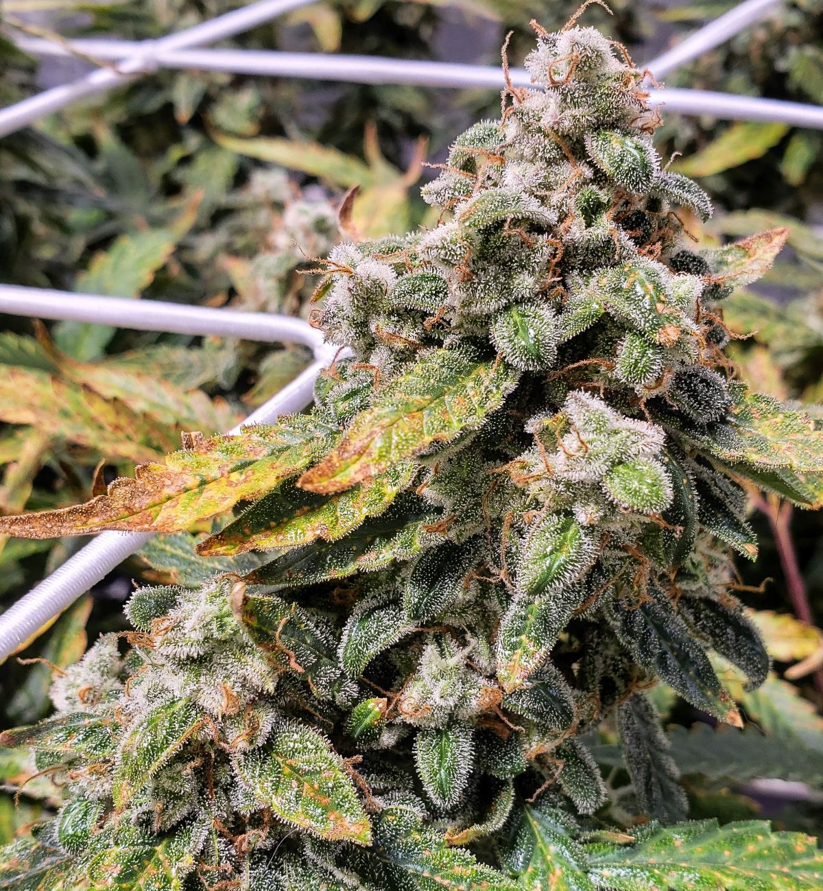 Fastbuds smootheir auto by JohnnyBlaz3