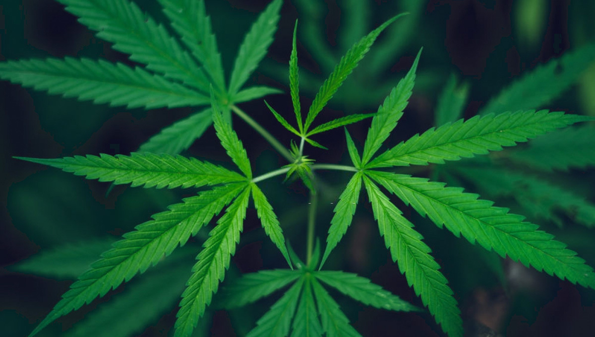 Pianta di Sativa