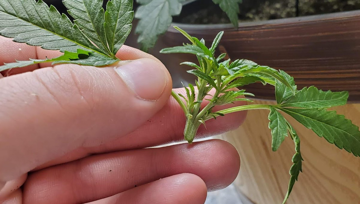 Lollipopping: Removing The Secondary Growth