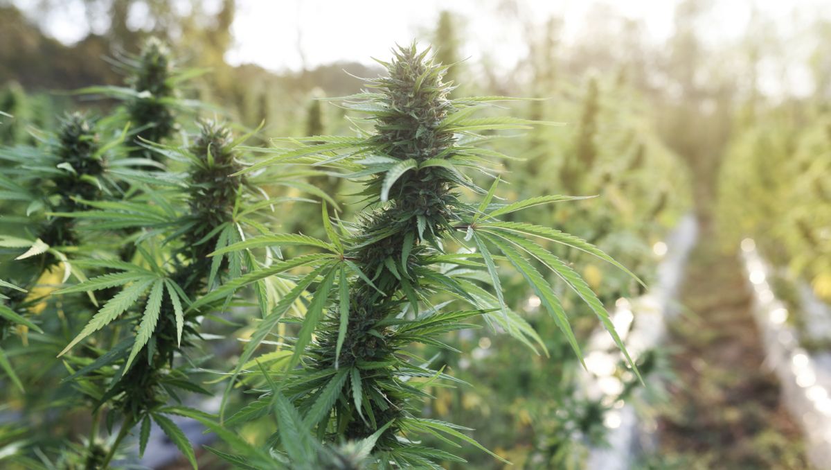Top 5 Outdoor Autoflower Samen: Vorteile des Anbaus im Freien