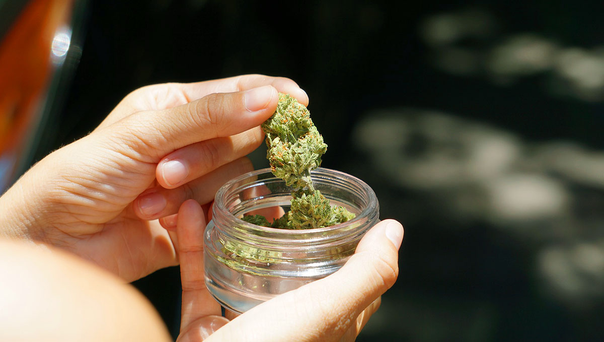 Plants: From Bud Tender to Master Grower: Becoming a plants tester is probably every stoner's dream.
