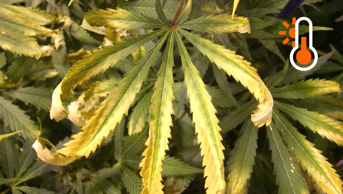 How the environment affects buds: excessive heat