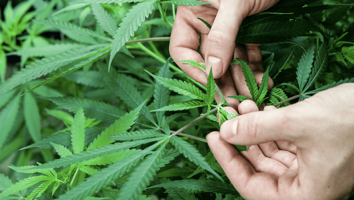 B.a.c usage guide: one component soil grow