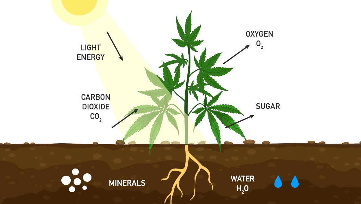 Increase cannabis yields with co2: photorespiration