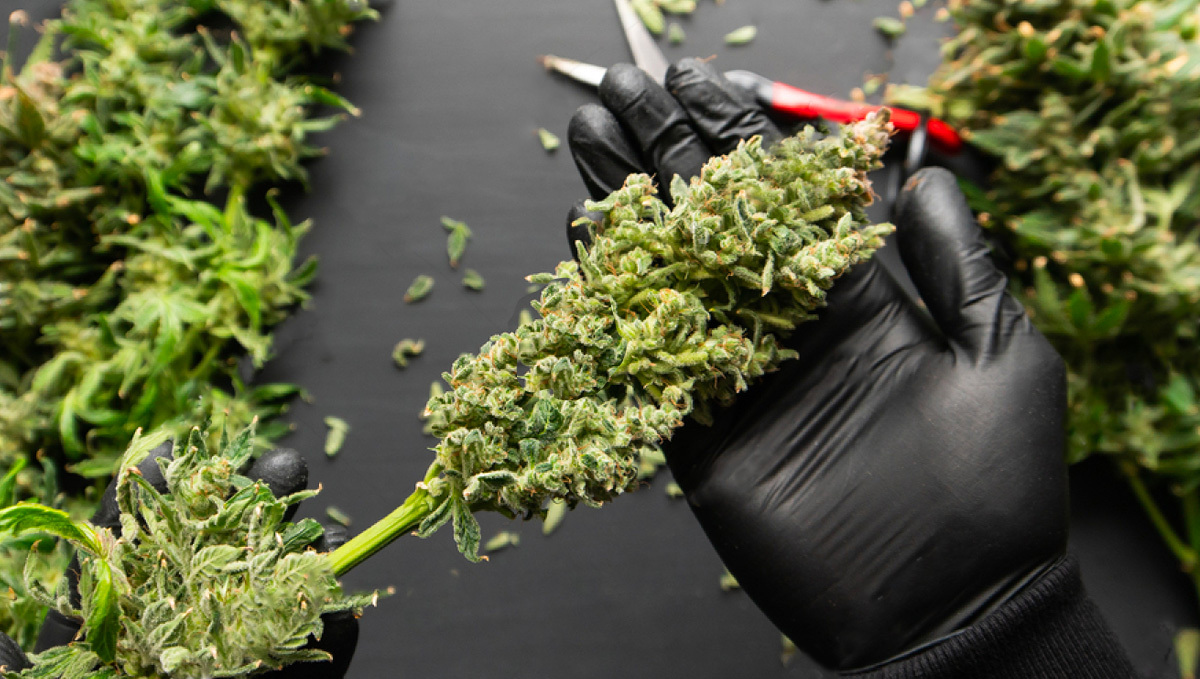 Trimming Guide: Trimming Plants Buds after returning