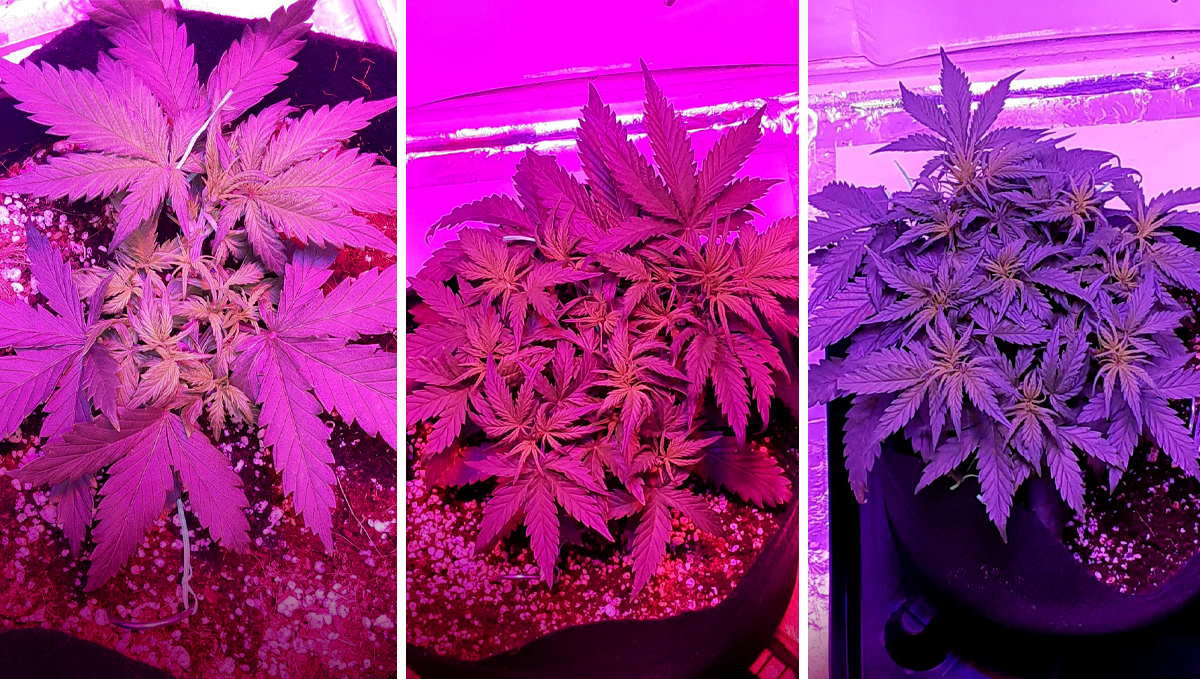 Chemdawg auto guide: week 4