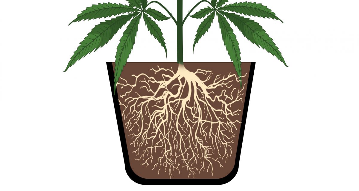 Plants Pflanzen Anatomie: Wurzeln
