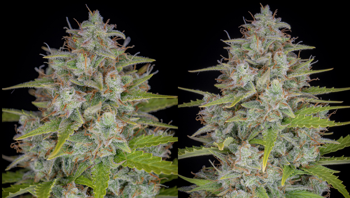 Top 10 seeds to grow outdoors: Closer Look at Orange Sherbet Auto
