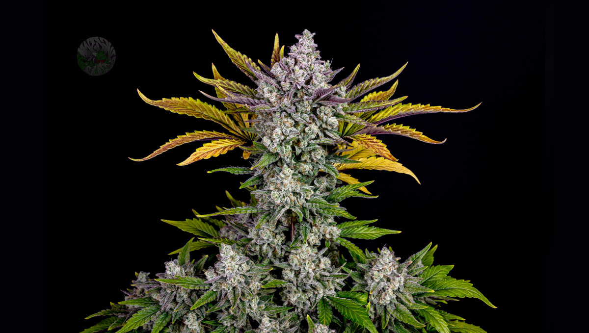 Top 10 Best Outdoor Autoflower Seeds UK 2024: Gorilla cookies auto