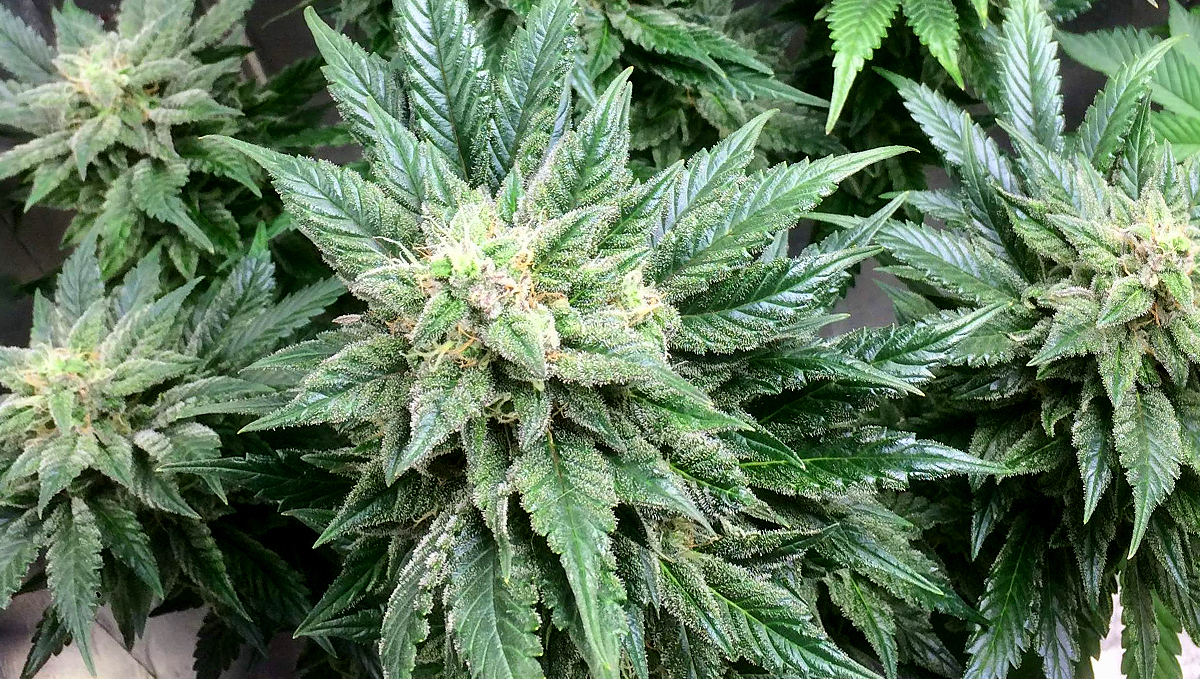 BubbleGum Auto: history BubbleGum Auto: history