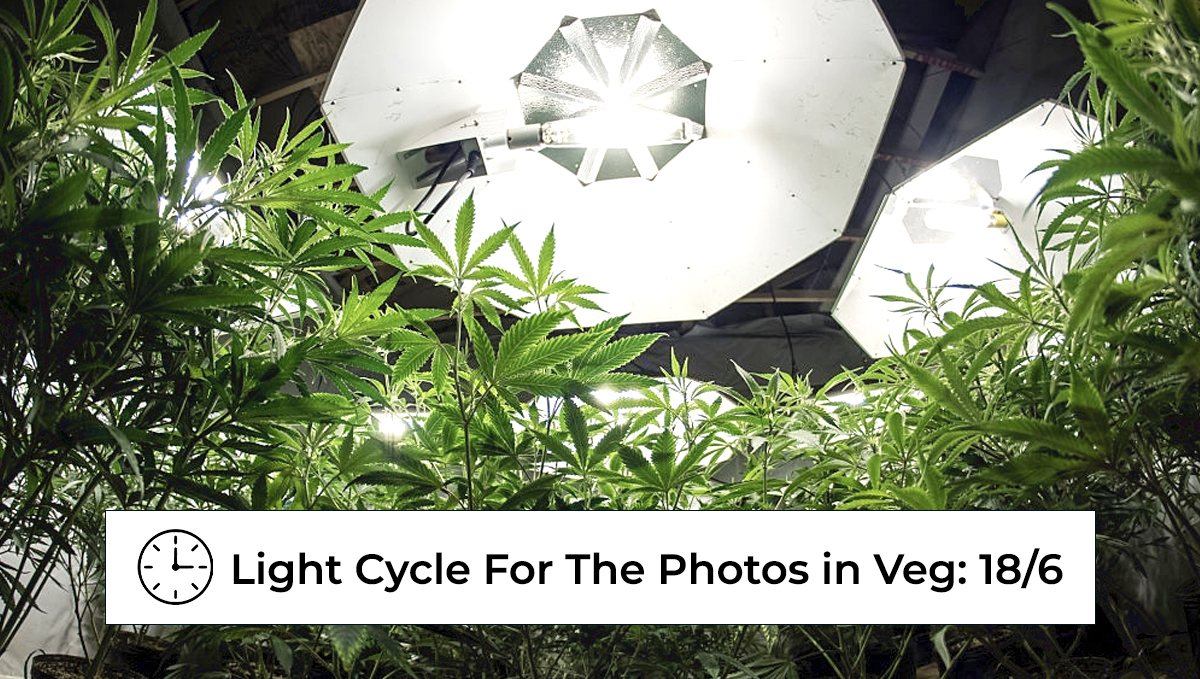  Best light schedule for cannabis in the vegetative stage: light schedules indoors