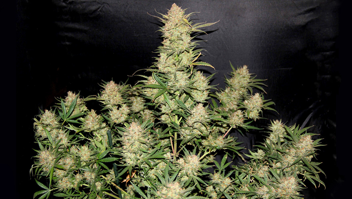 Original Auto OG Kush Pflanze mit starkem Flavorenprofil.