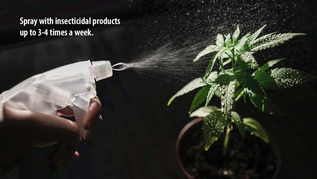 Broad mites: how to deal