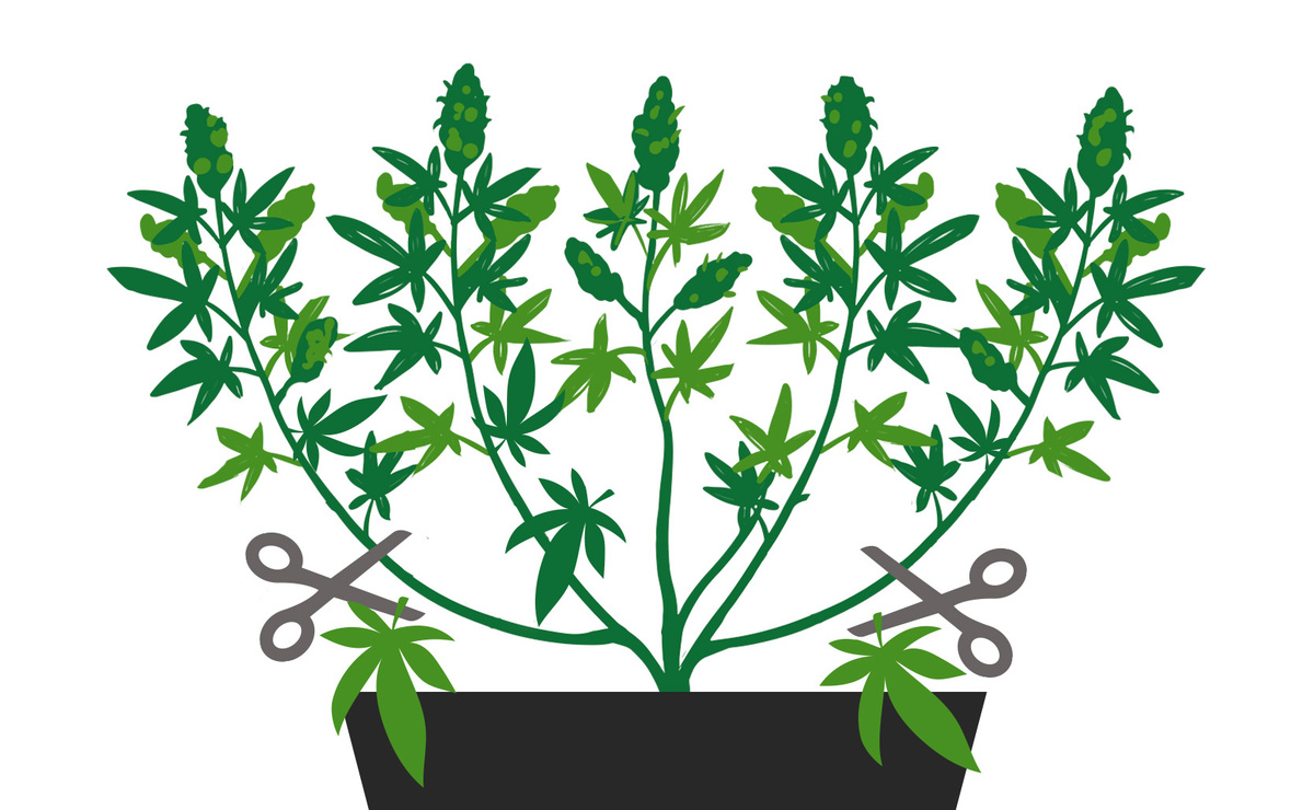 What is Pruning and Why Prune Your Cannabis Plants: Benefits of Pruning Cannabis