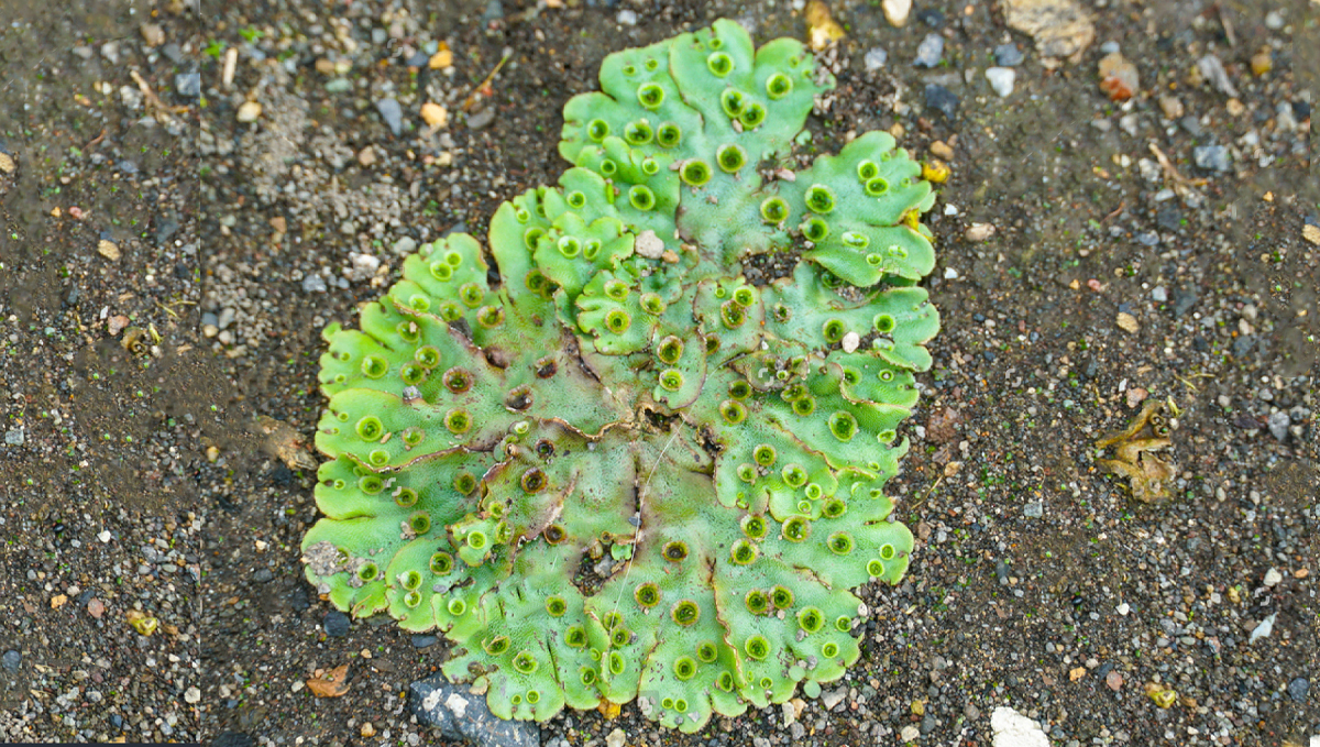 Non-plants strength: japanese liverwort