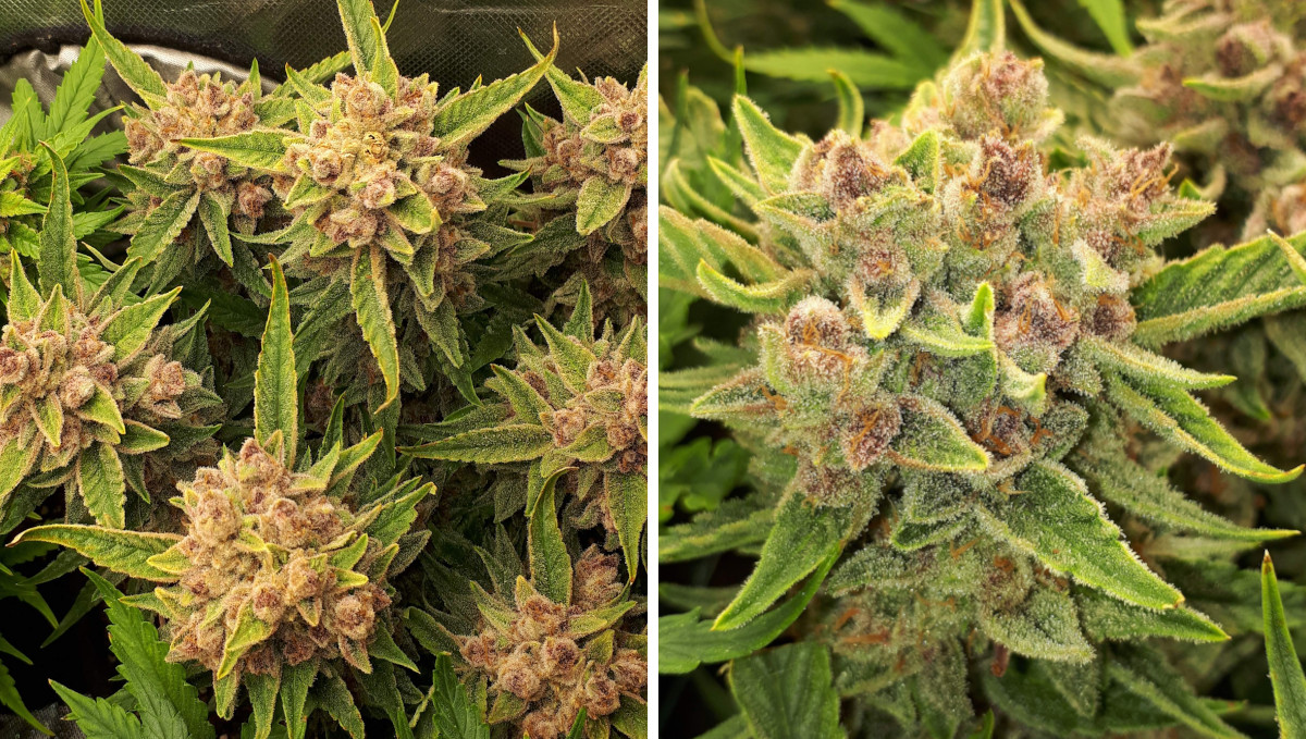 Strawberry Pie Auto Plants Seed Week-by-Week Guide: Very tight and dense golf-sized purplish nugs