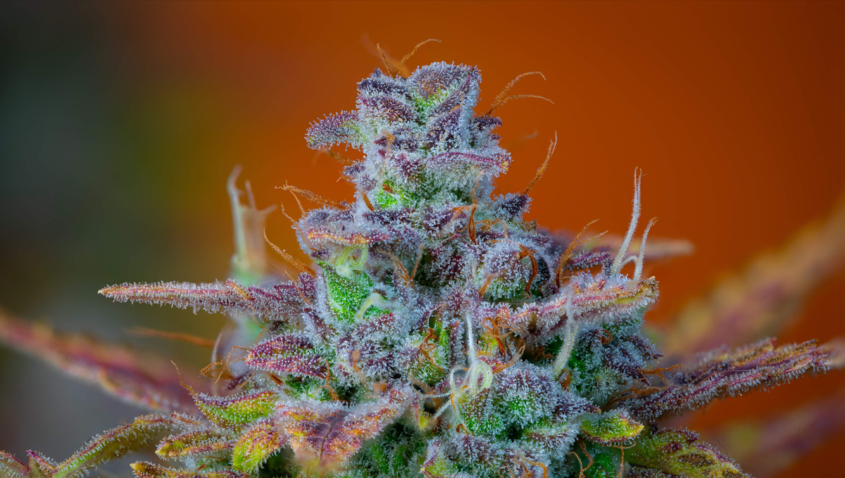 Orange Sherbet Auto Plants Seed Week-by-Week Guide: A product photo