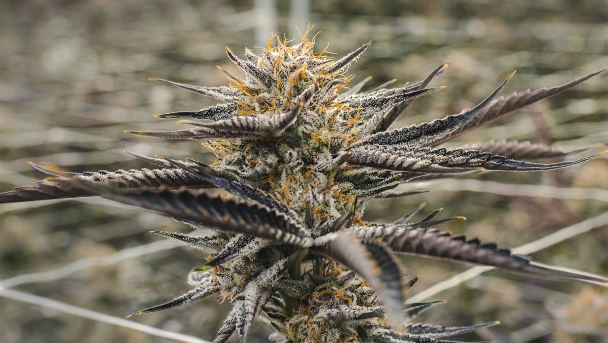 9 Mistakes to Avoid: right time to harvest