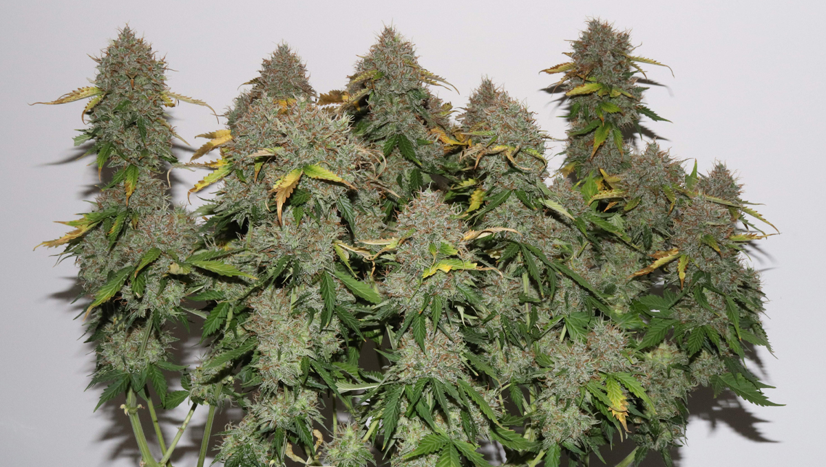 Top 10 seeds to grow outdoors: Bush of Gorilla Glue Auto