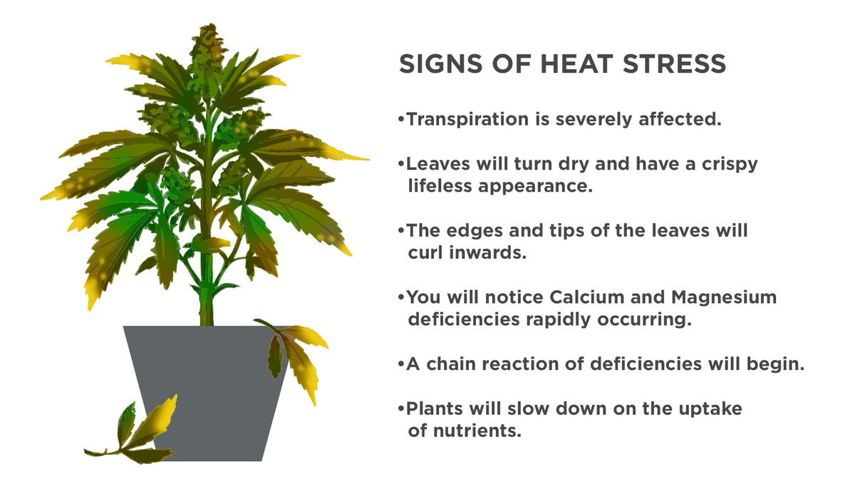 How To Protect Autoflower Strains From Heat Stress: Signs